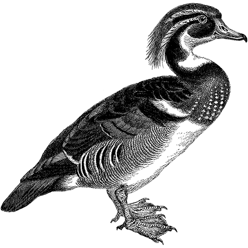 Duck logo